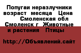 Попугаи неразлучники возраст 3месяца › Цена ­ 800 - Смоленская обл., Смоленск г. Животные и растения » Птицы   